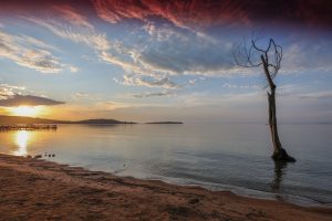 A sandy shore at sunset on Lake Victoria, with a bare tree standing in shallow water and a jetty in the distance.