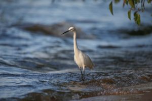 White egret wading in the shallows of Lake Victoria at the lodge shoreline