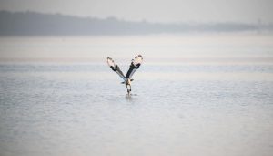 African fish eagle taking a fish from the surface of Lake Victoria