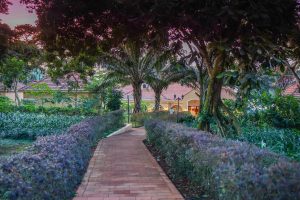 A brick footpath runs between low clipped hedges and palms towards a lamplit building with a tiled roof, in the blue light after sunset.
