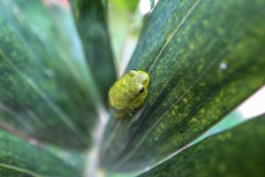 Small green tree frog resting on a striped leaf in the lodge gardens