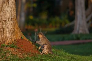 An adult vervet monkey sits on a red termite mound at the base of a large tree with a tiny infant clinging beside it, lit by low golden light.