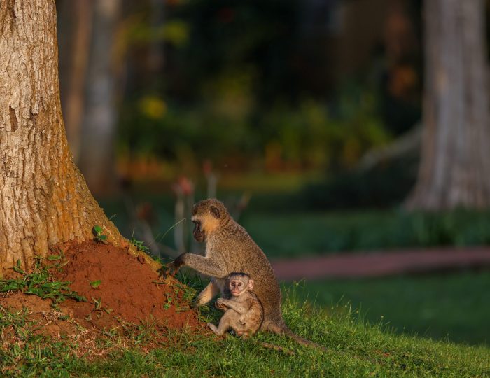 An adult vervet monkey sits on a red termite mound at the base of a large tree with a tiny infant clinging beside it, lit by low golden light.
